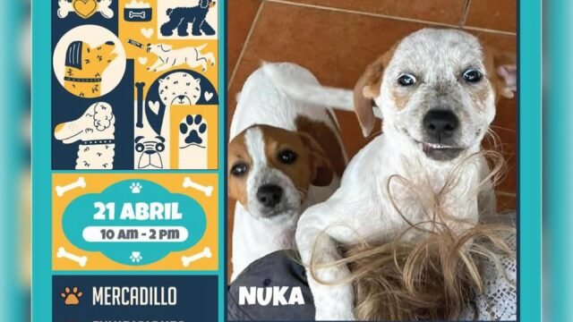 dia del perro fuengirola 2024 - marbellaconlospeques